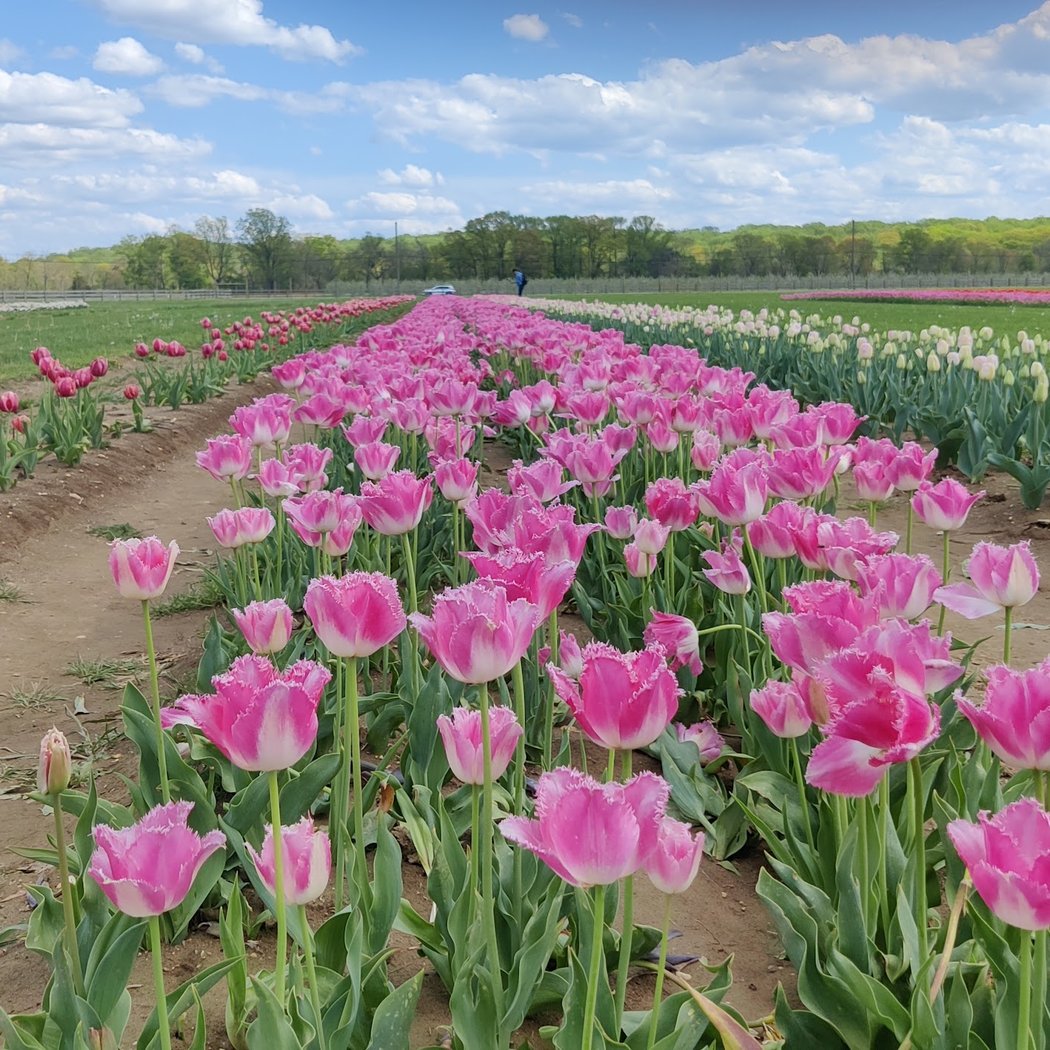 Holland Ridge Farms 3