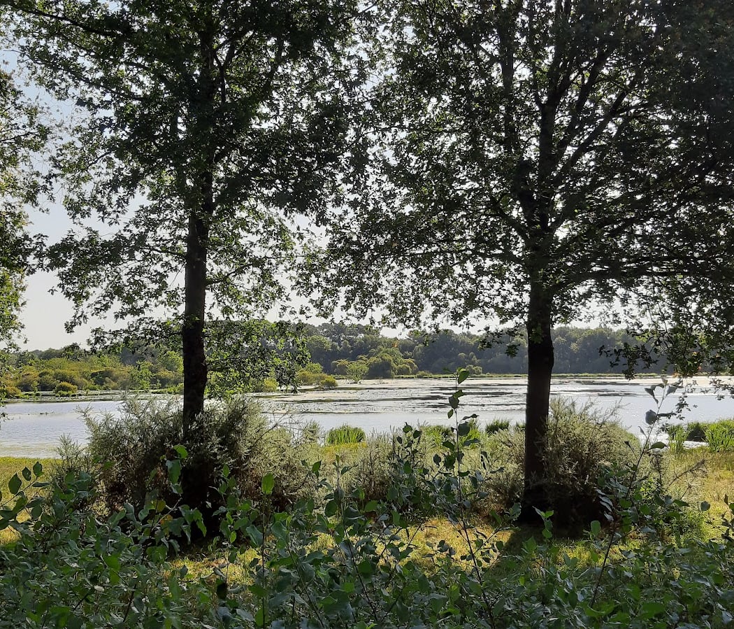 Découvrez les hivernants du lac de Clégreuc 2