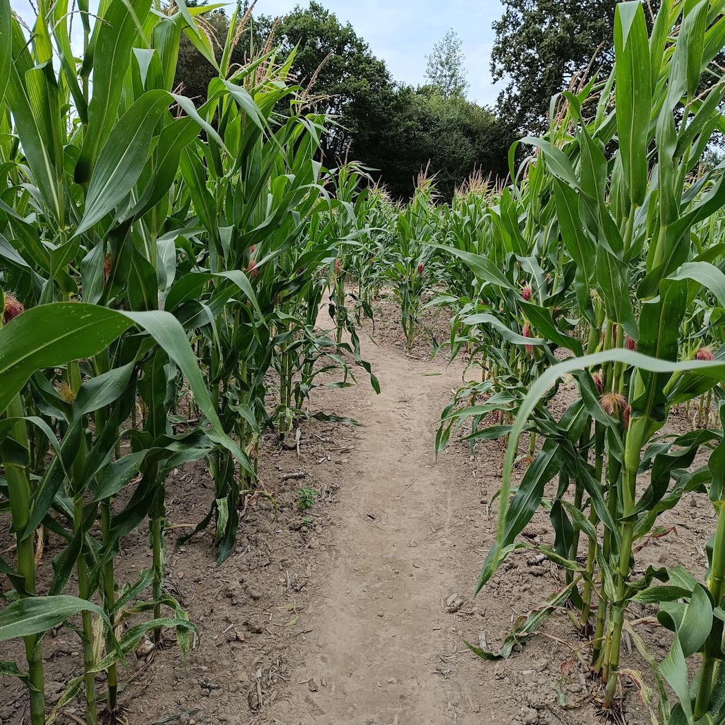 Giant Corn Maze 2