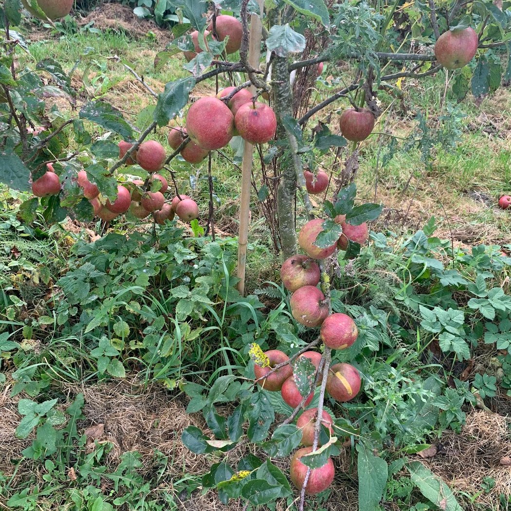 Fruittuin van West 2