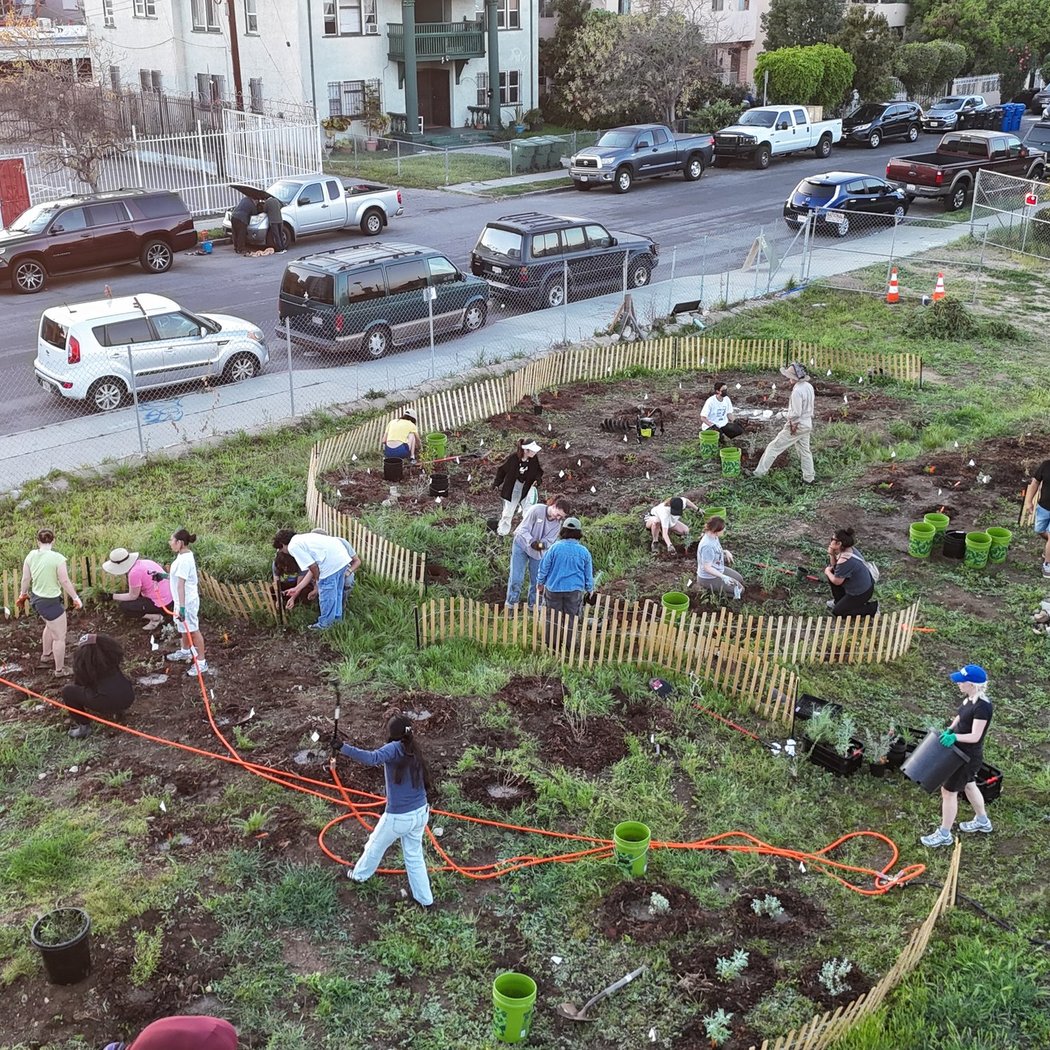 Runyon Canyon Test Plot Community Watering 3