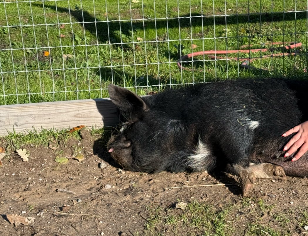 Goatlandia Farm Animal Sanctuary 3