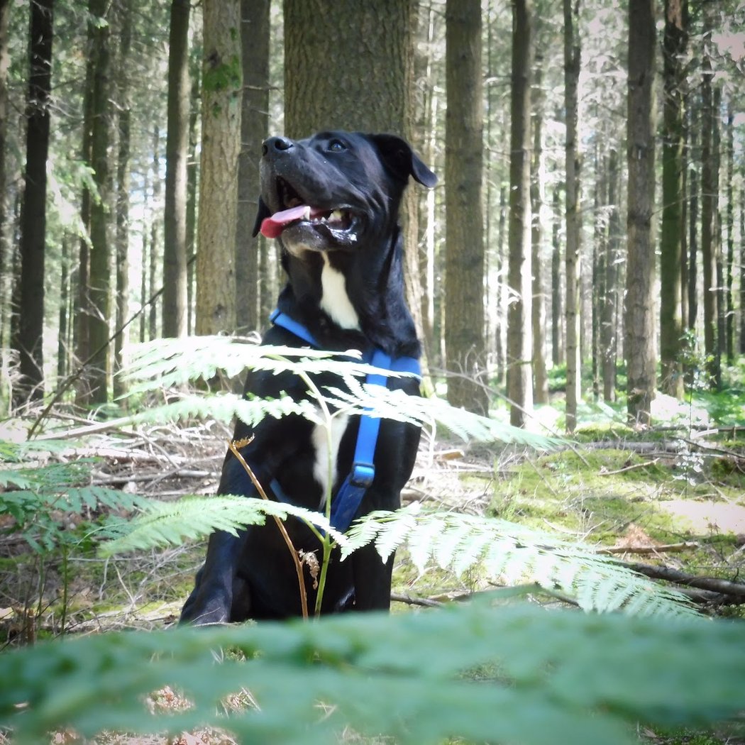 Forêt Domaniale de Sillé 2