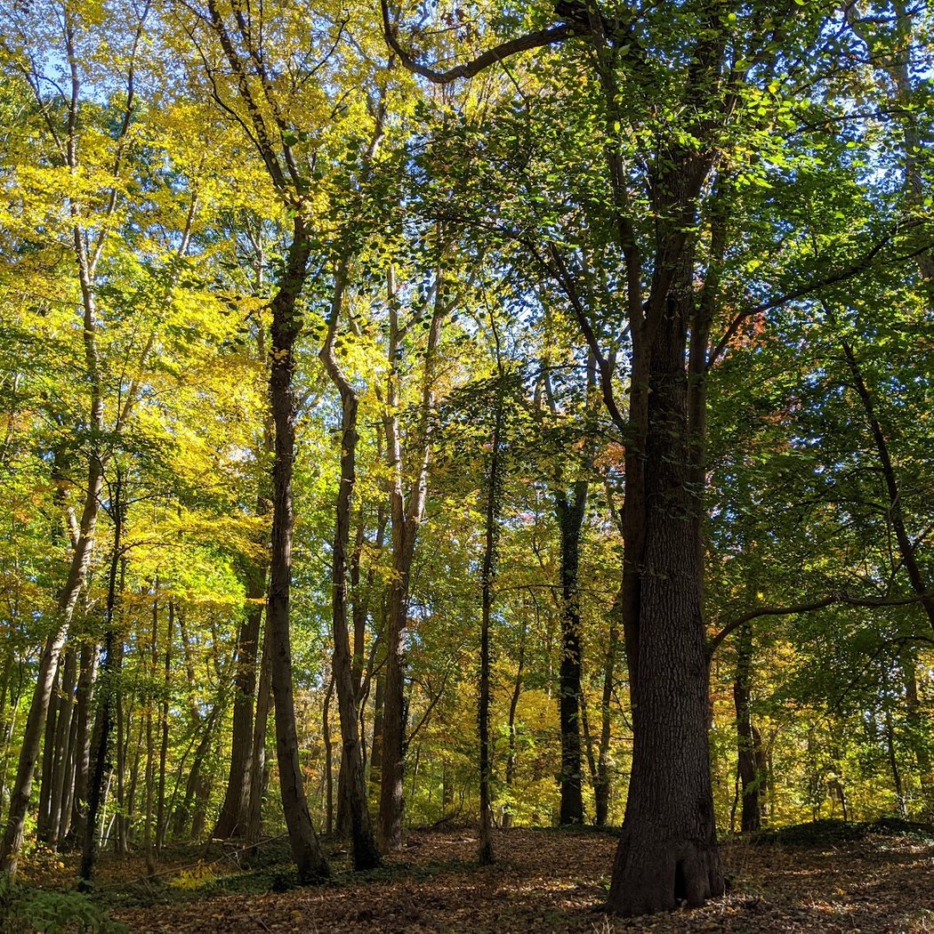Humes Preserve 1