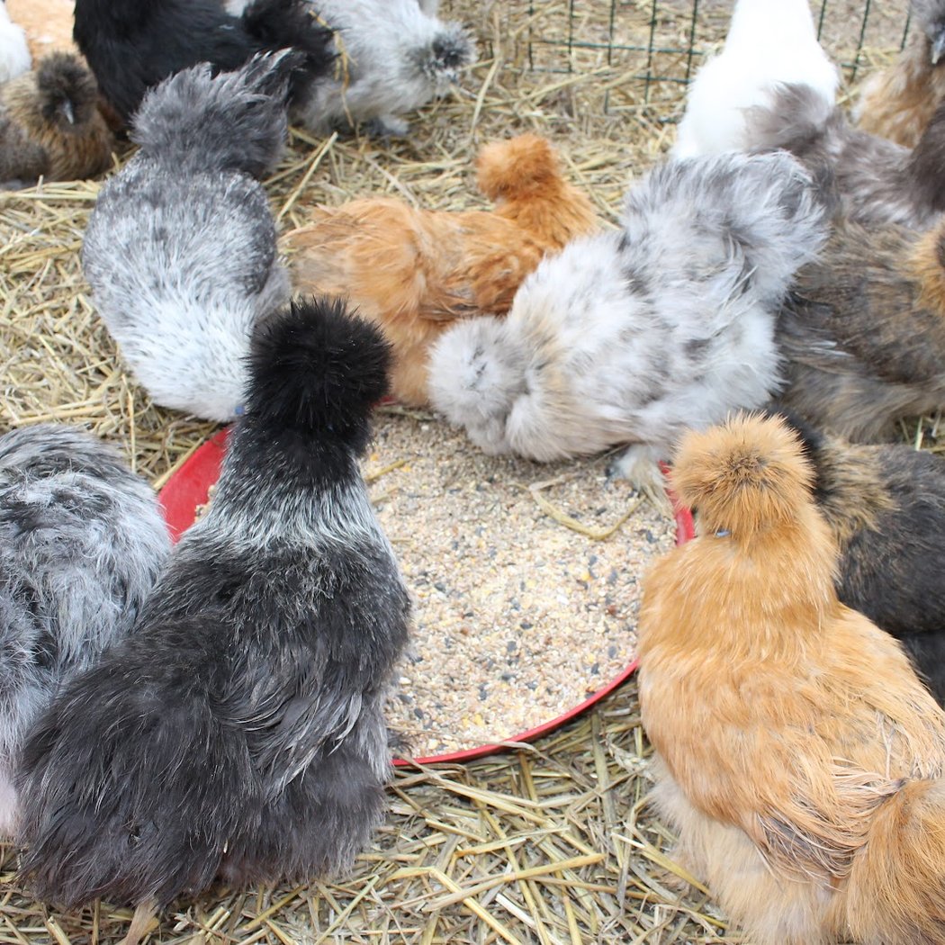 Eleveur de poules de Verdelot 2