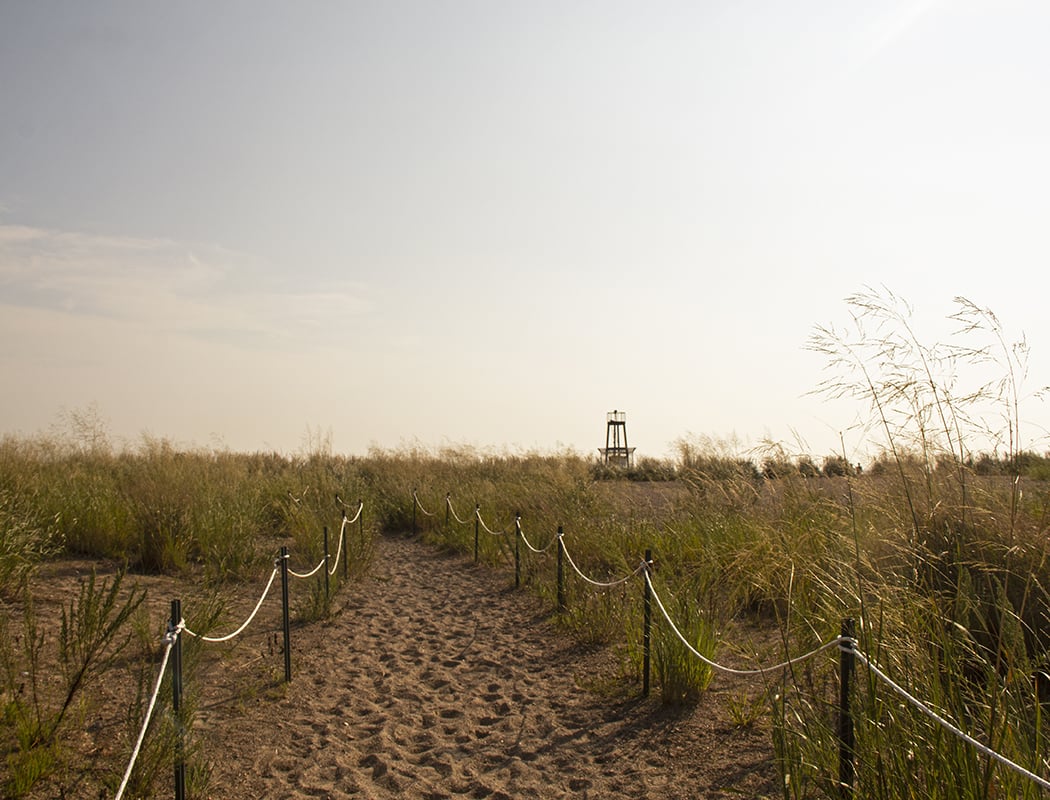 Loyola Beach Dunes Stewardship Workday 2