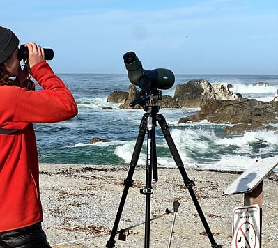 Seawatching 1
