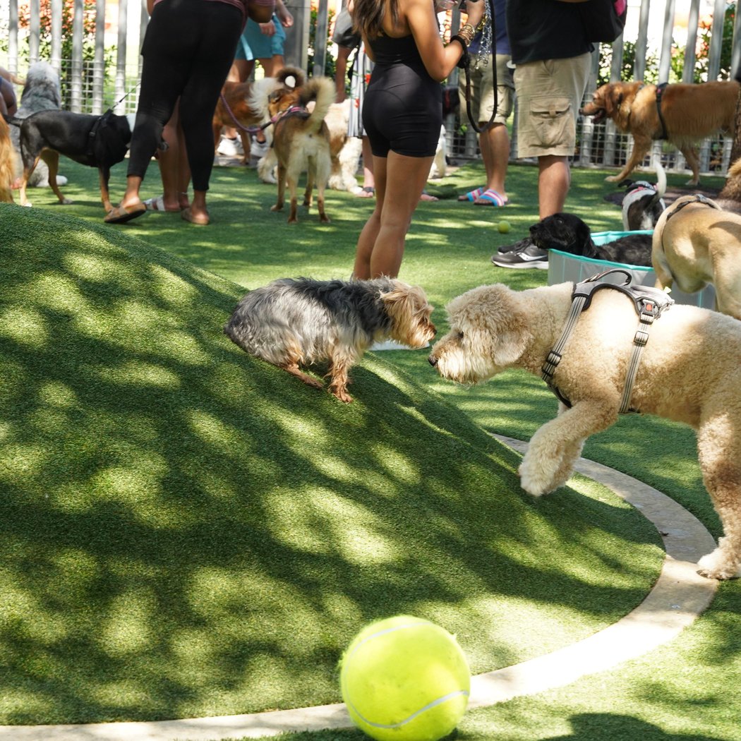 Bark in the Park 4