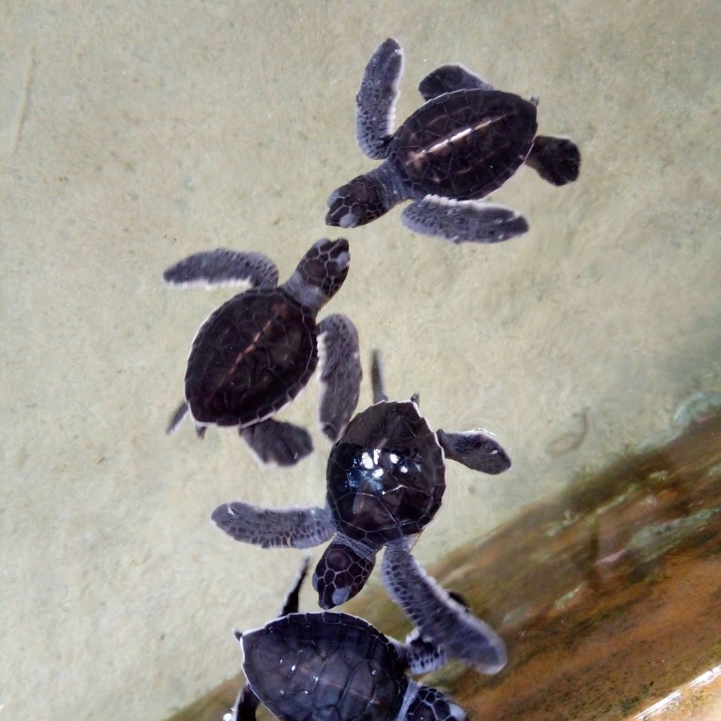 Kosgoda Sea Turtle Conservation Project 2