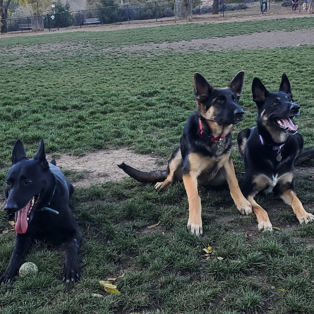 Dogbone Meadow 1