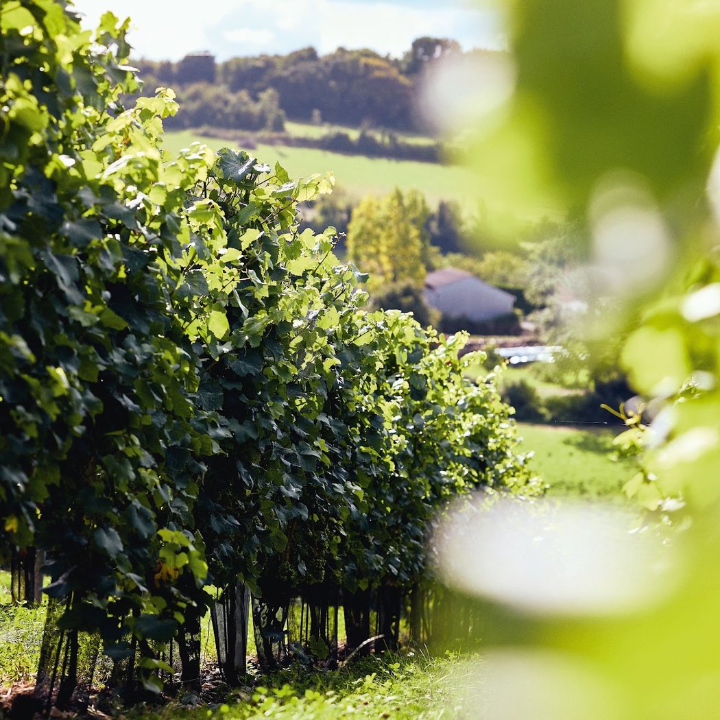 Ferme du Nortbert huilerie et vignoble 2