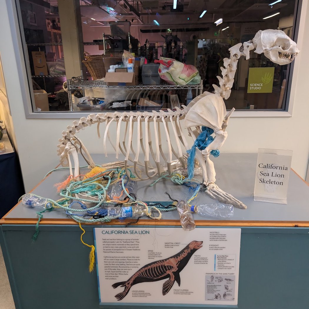 Randall Museum Meet an Animal Ambassador 5