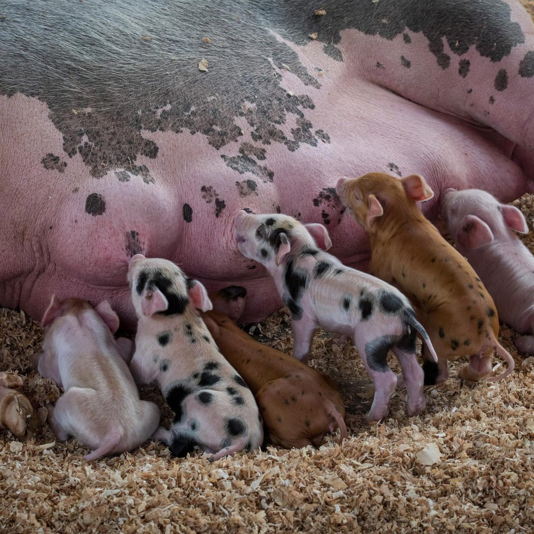 Livestock Entry 3