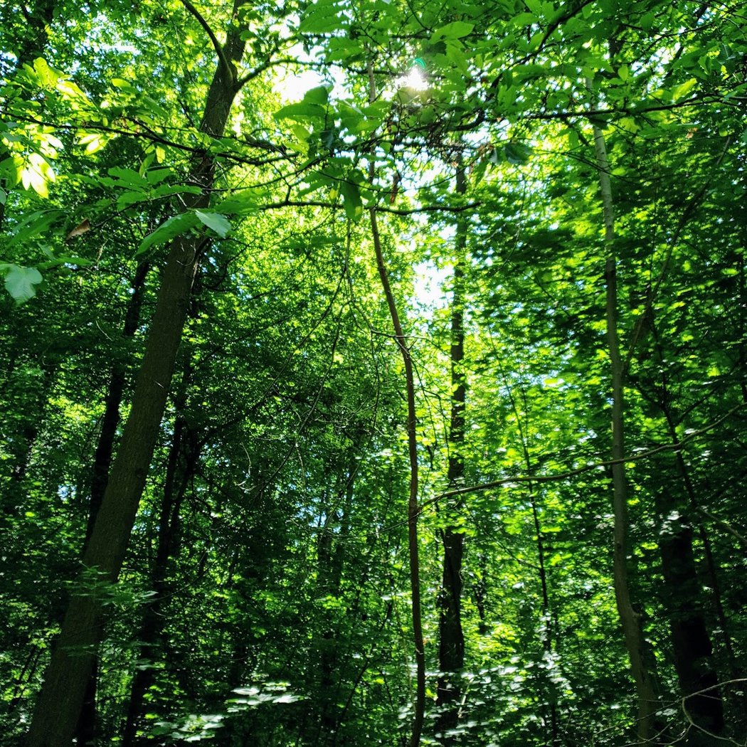 Versailles Forest 2