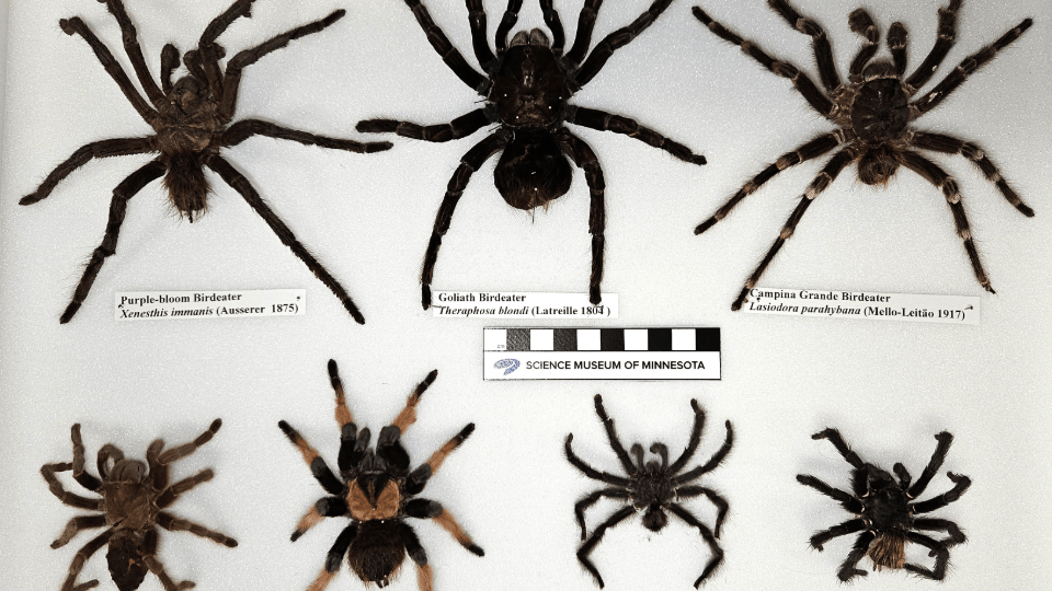 Insider Science Tours: Bats, Bugs and Bones