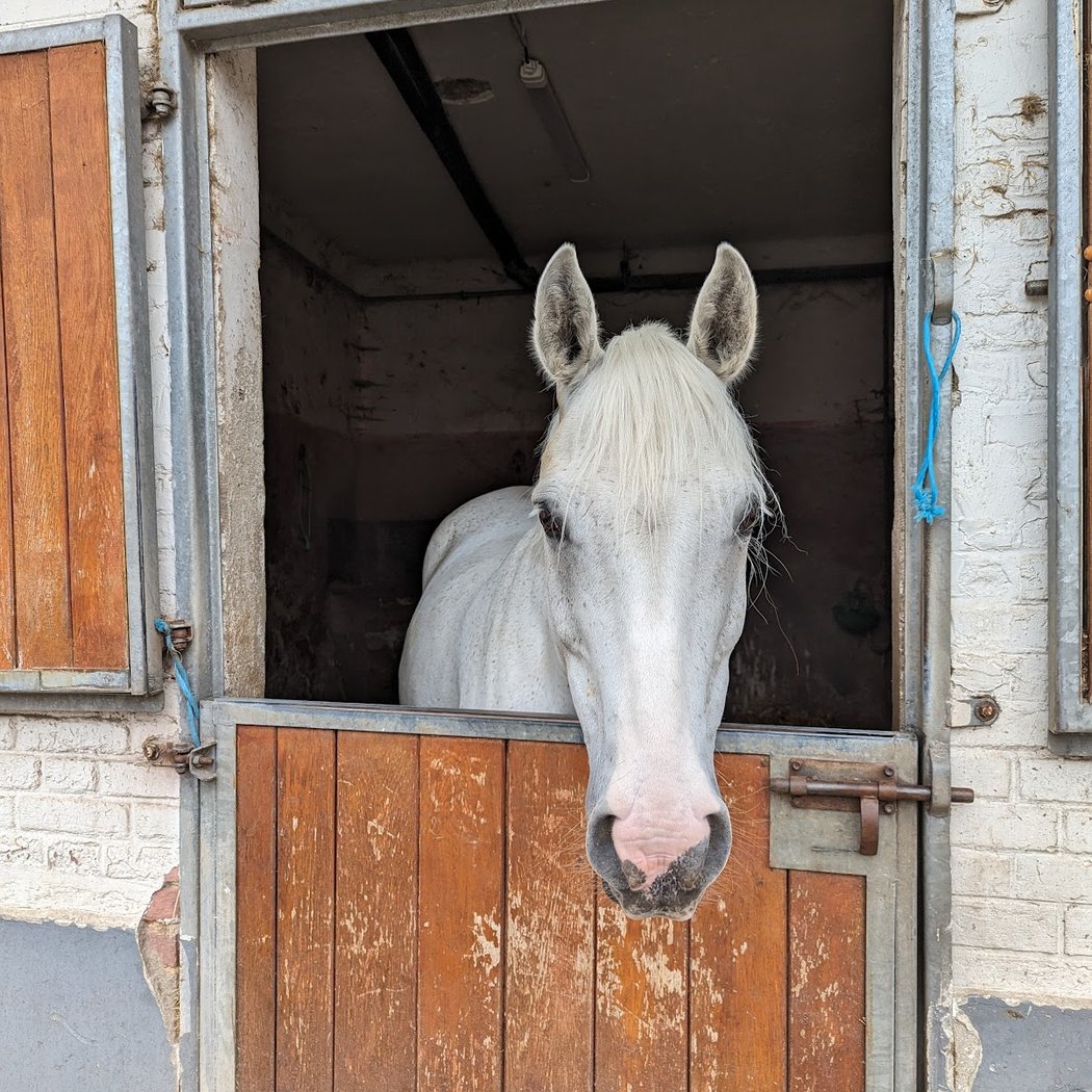 Equestrian Center De Maisons Laffitte 3