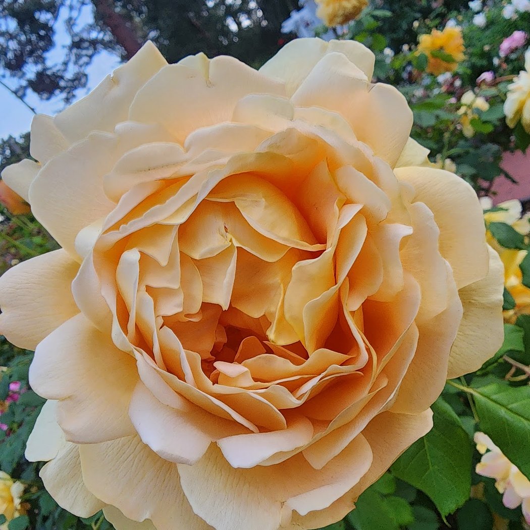 Master Gardeners Q&A 1