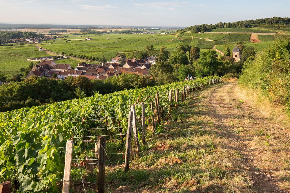 Côte de Nuits 1
