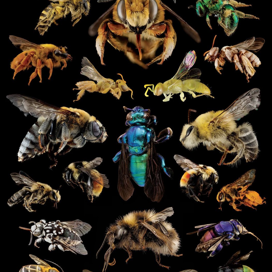 The Buzz About Bees 2
