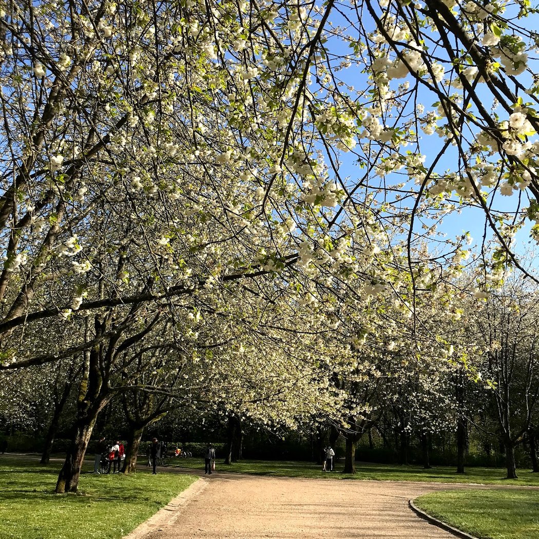 Expo, spectacles, contes… Le domaine de Sceaux célèbre les cerisiers en fleurs 2