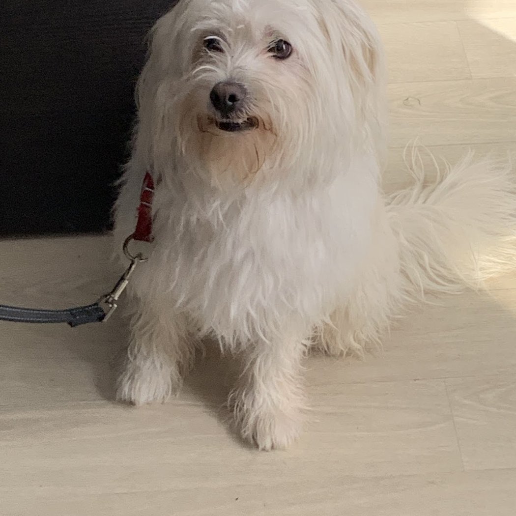 Dog Terre Happy 2
