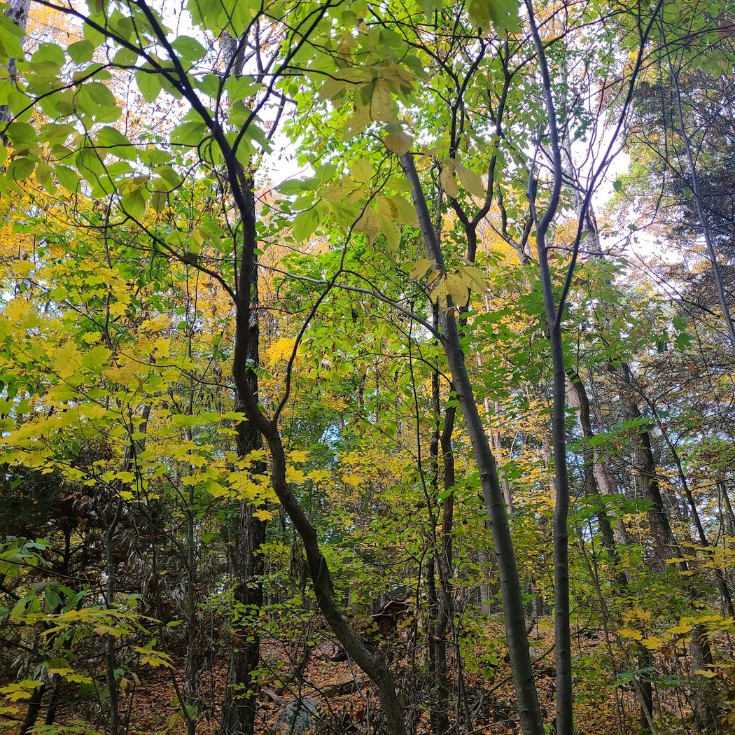Winnakee Nature Preserve 1