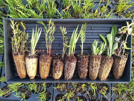 Native Plant Sale 1