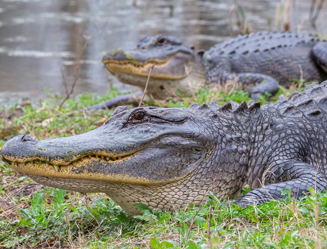 Brazos Bend State Park 2