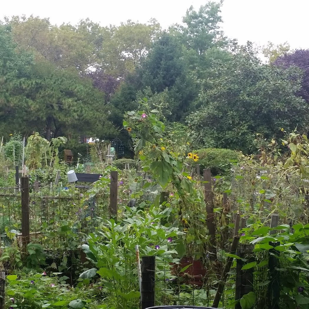 Hattie Carthan Community Garden 2