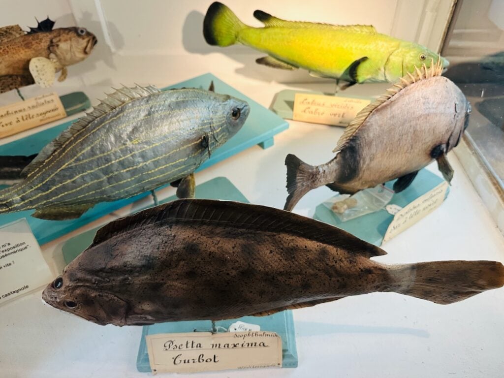 Natural History Museum of Marseille 5