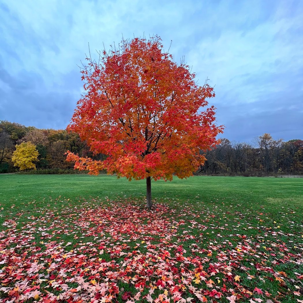 Busse Woods 3