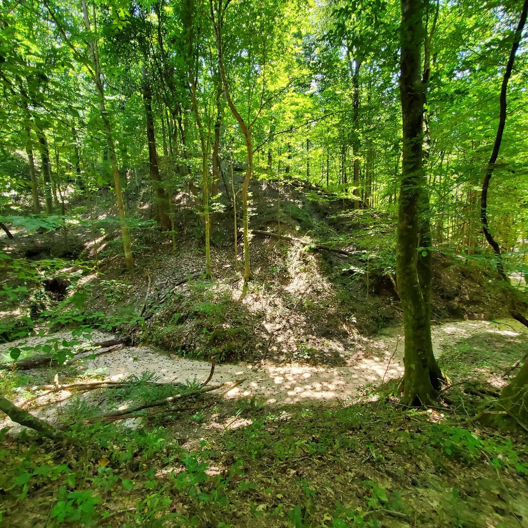 Tunica Hills WMA 3