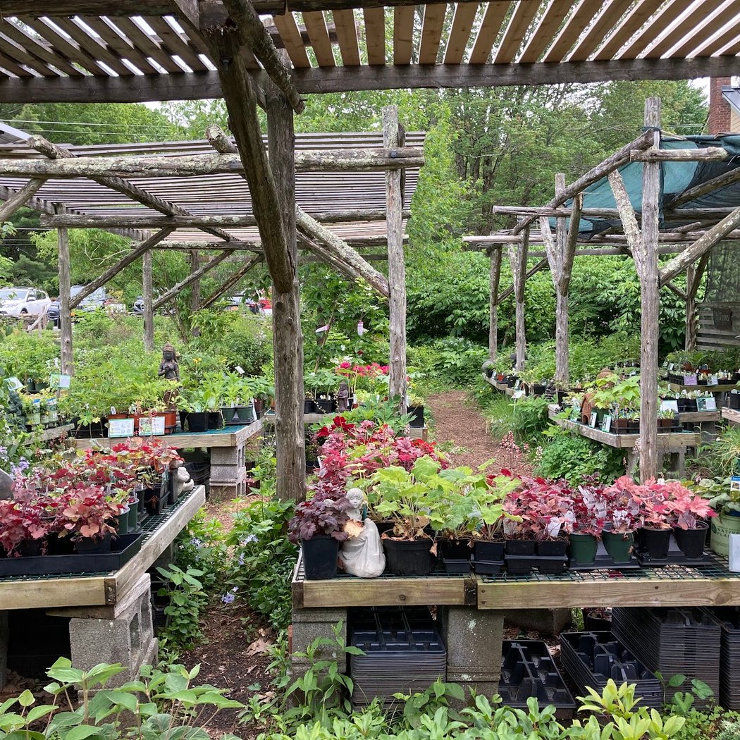 Catskill Native Nursery 1