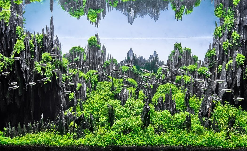 Aquarium Design Paris : conception et installation d'aquariums 1