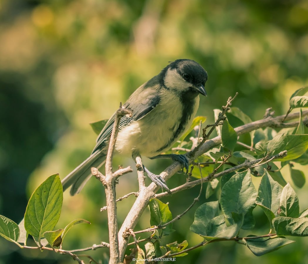 Observation des oiseaux des zones humides 1