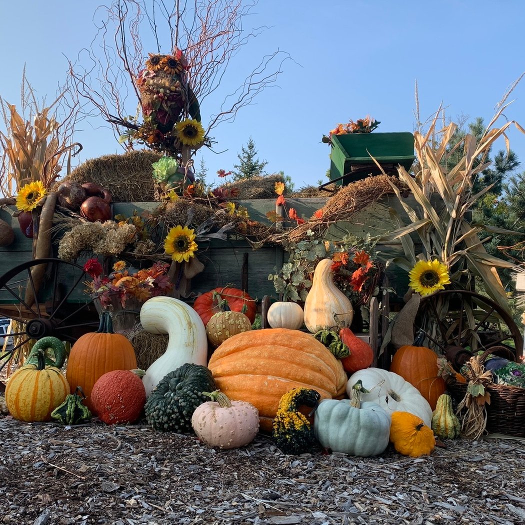 Scarecrows, Pumpkins & Harvest Fun 1