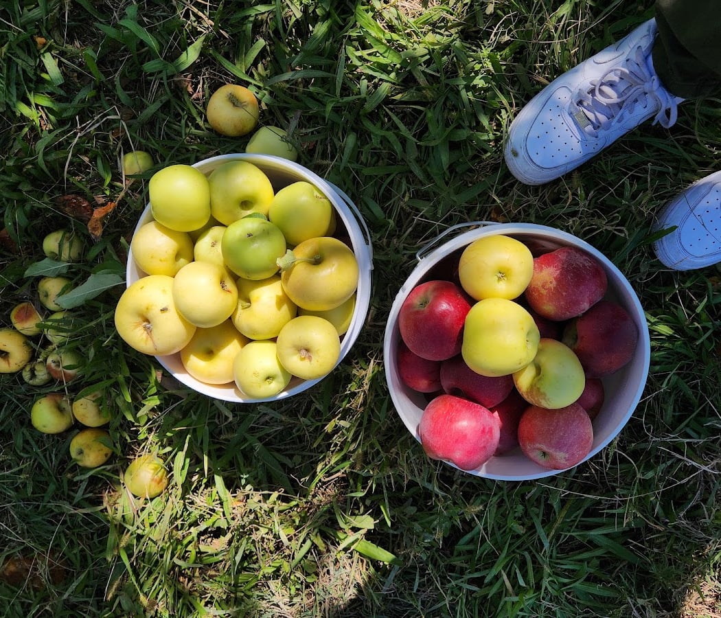 Costanza Apple Orchards 1