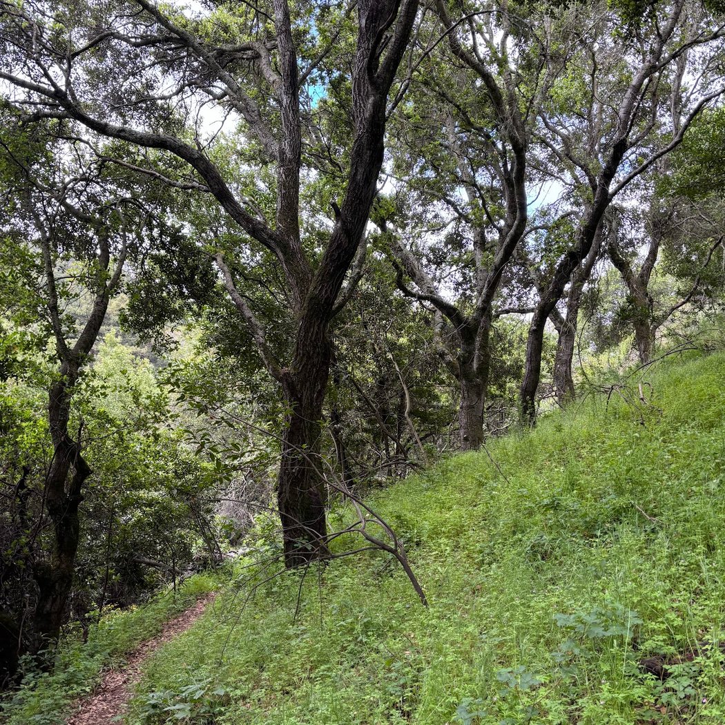 York Trail 1