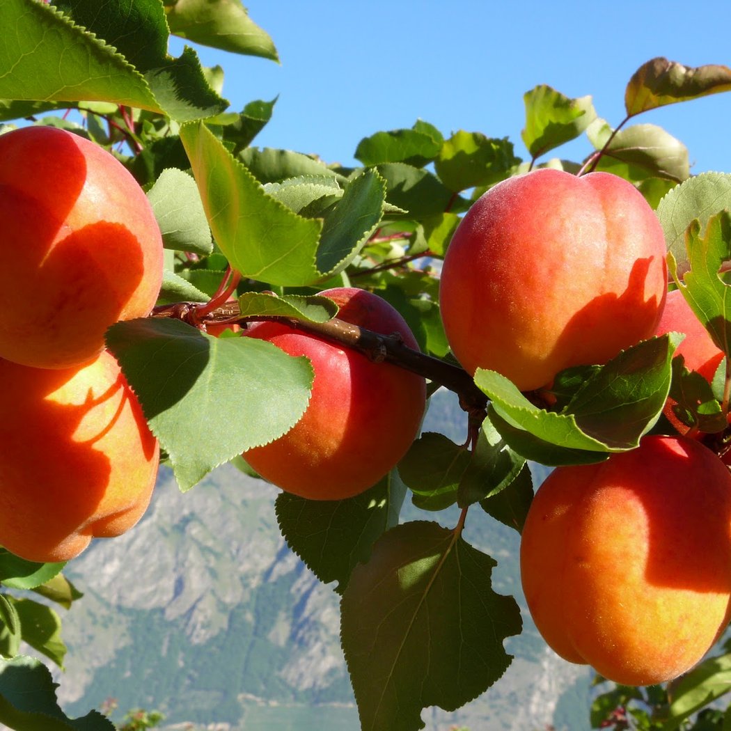 Distributeur de produits du terroir 1