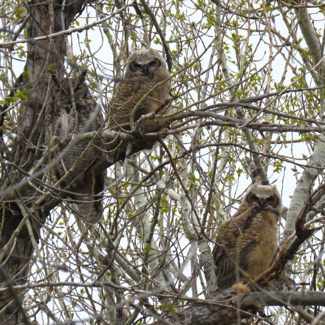 Monthly Bluff Lake Bird Walks 3