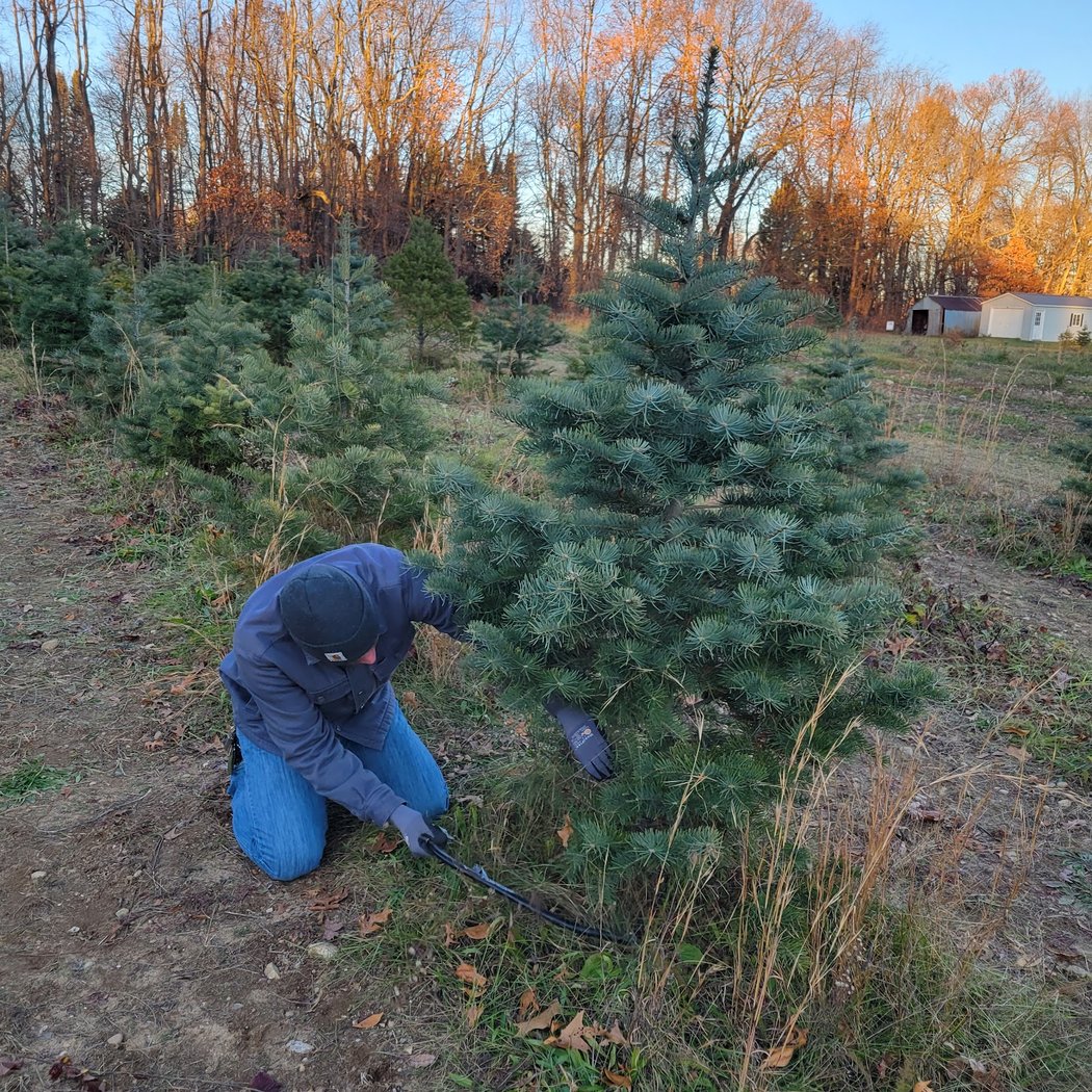 Middle Road Tree Farm 1