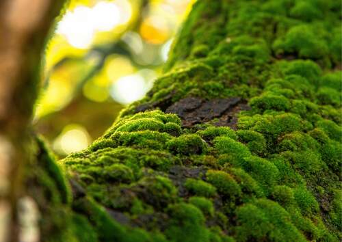 Aire de biodiversité de Lamouly 1