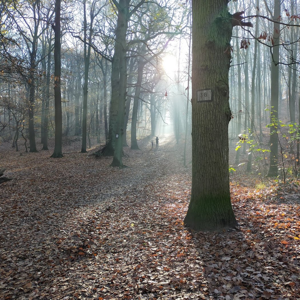 Malmaison Forest 1