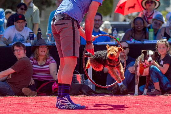 19th Annual DogFest 5