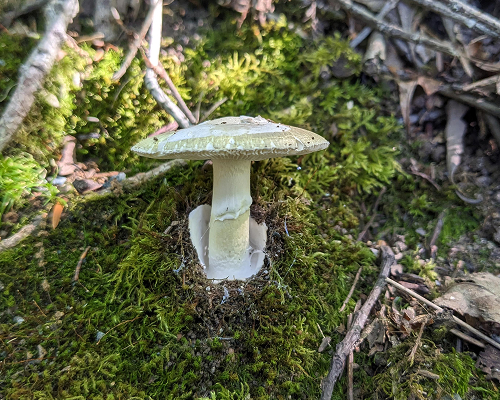 Mushrooms in the Garden 1
