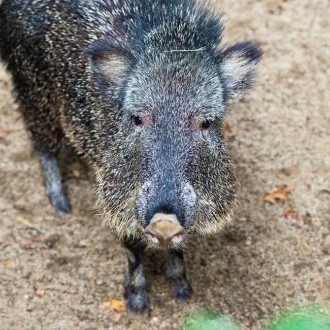 Queens Zoo 2