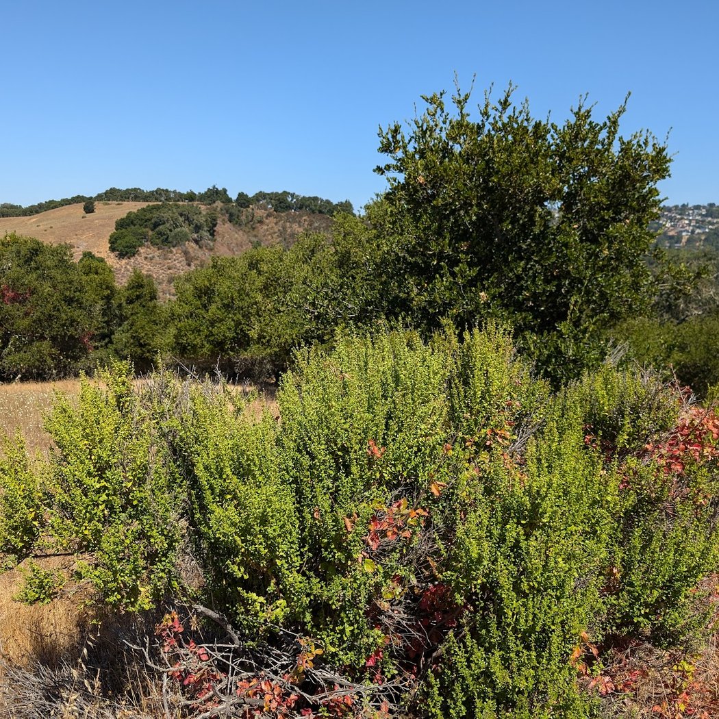 Sunset Trailhead | Edgewood Park 3