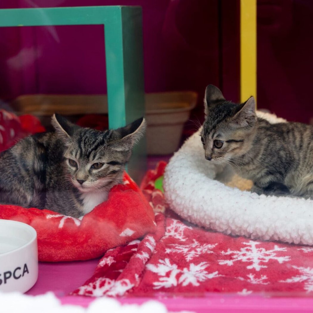 Holiday Windows w/ Adoptable Dogs & Cats 2