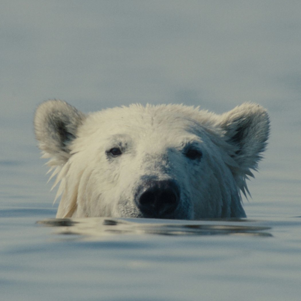 Nuisance Bear | Berlin Premiere + Conversation 1