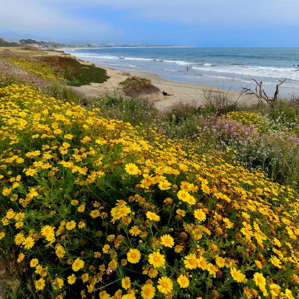 Pillar Point Harbor Beach 1